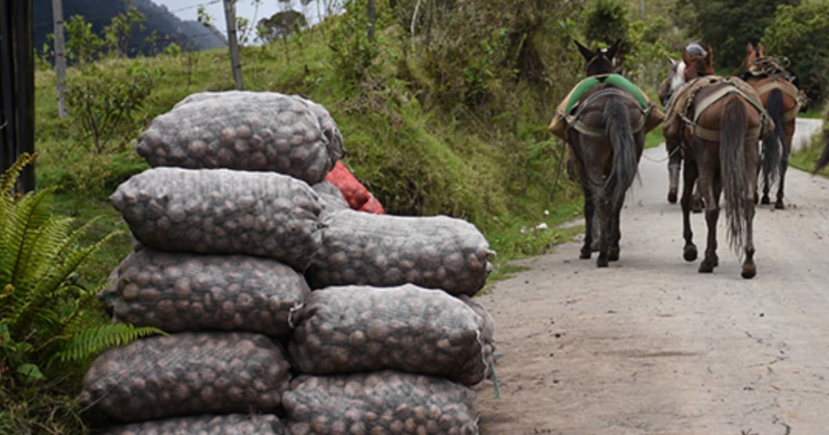 Sistemas Productivos Locales busca promover economía campesina Bogotá
