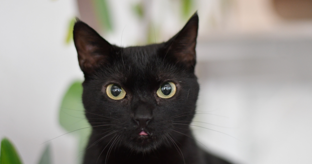 Foto de un gato negro 