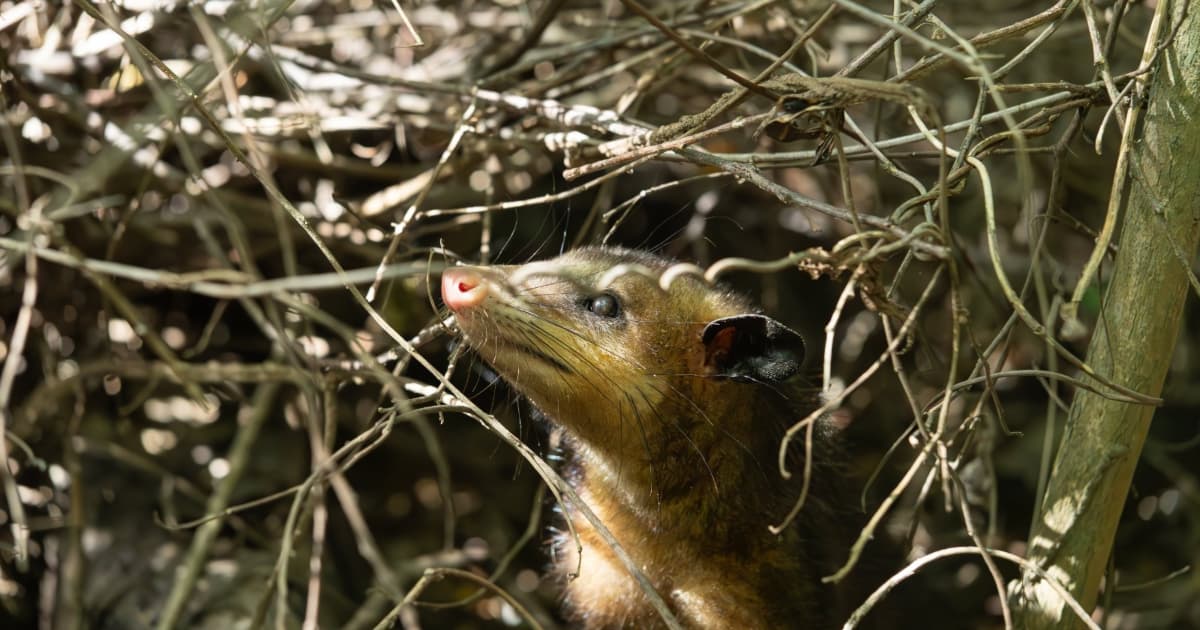 La imagen muestra una zarigüeya en su hábitat 