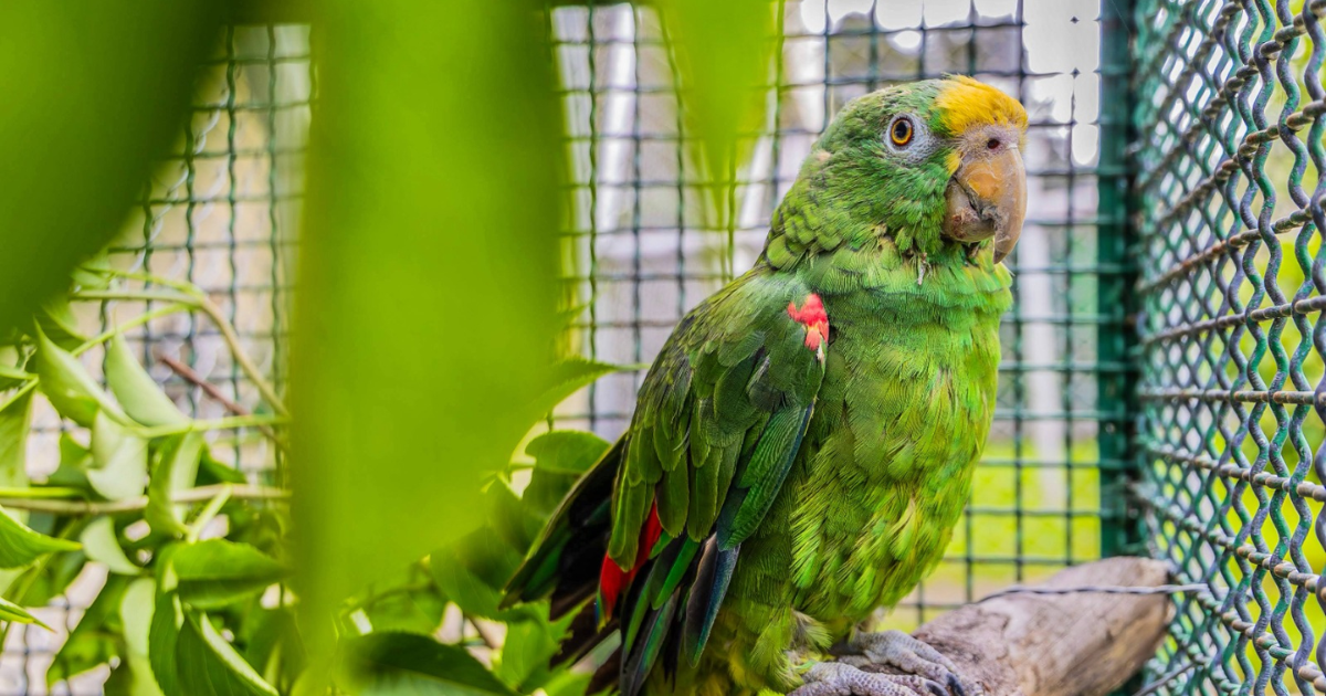 Fotografiá de un loro verde en una jaula