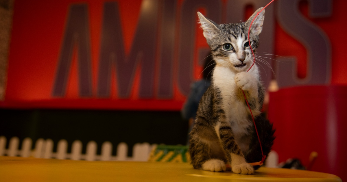 Imagen de un gato jugando con un cordón