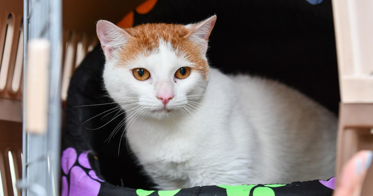 Fotografía de un gato blanco 