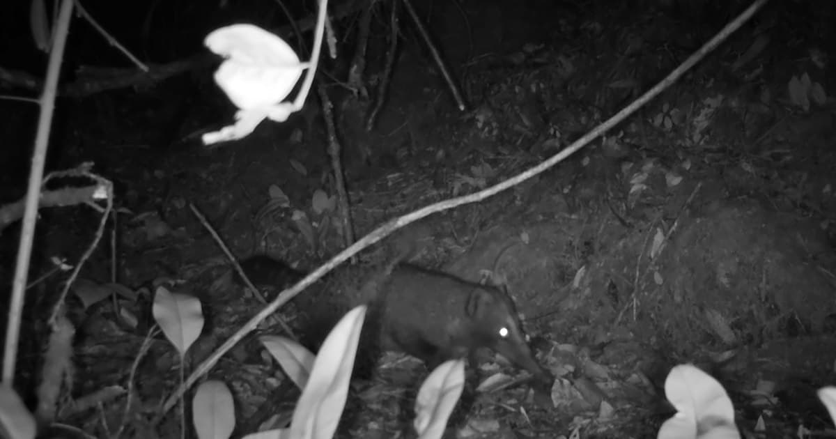 Foto del Coatí de montaña fue captado en la Reserva Distrital de Humedal Torca-Guaymaral