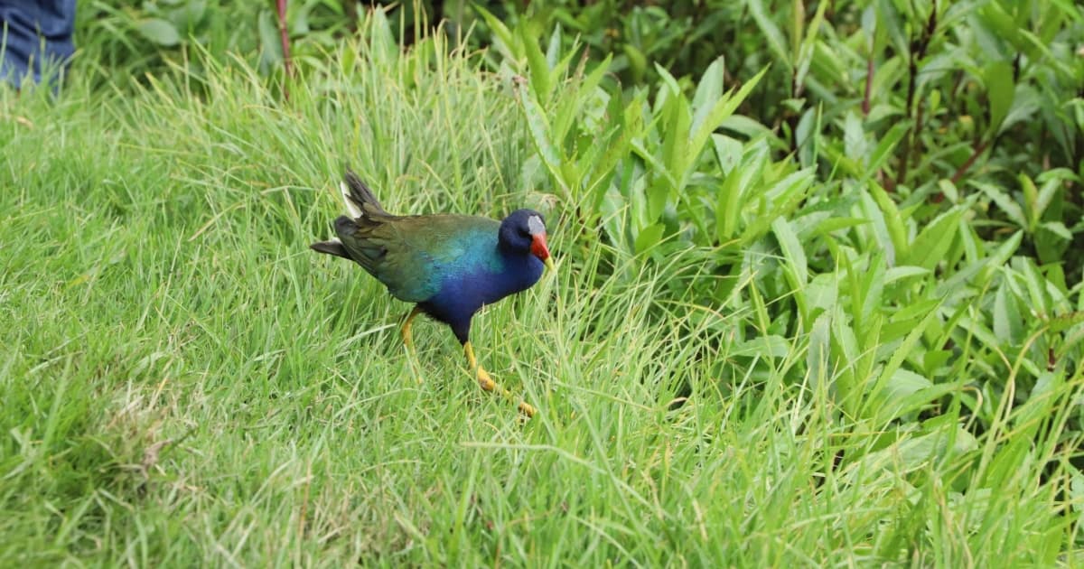 Foto de un ave en un espacio de natulareza en Bogotá