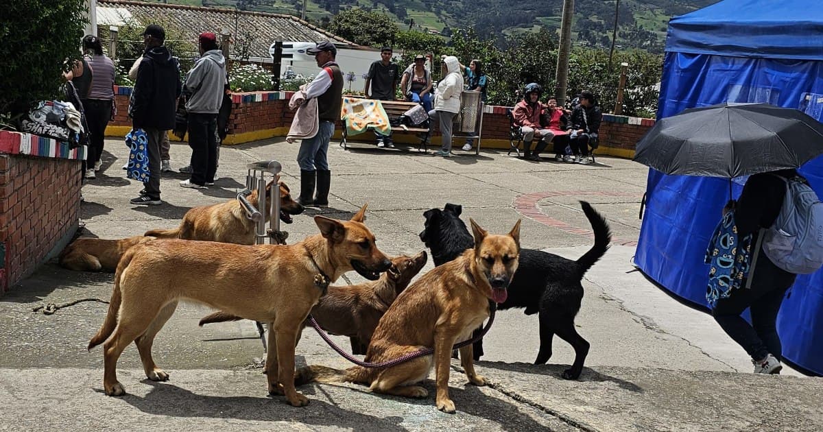 Foto de varios perros reunidos