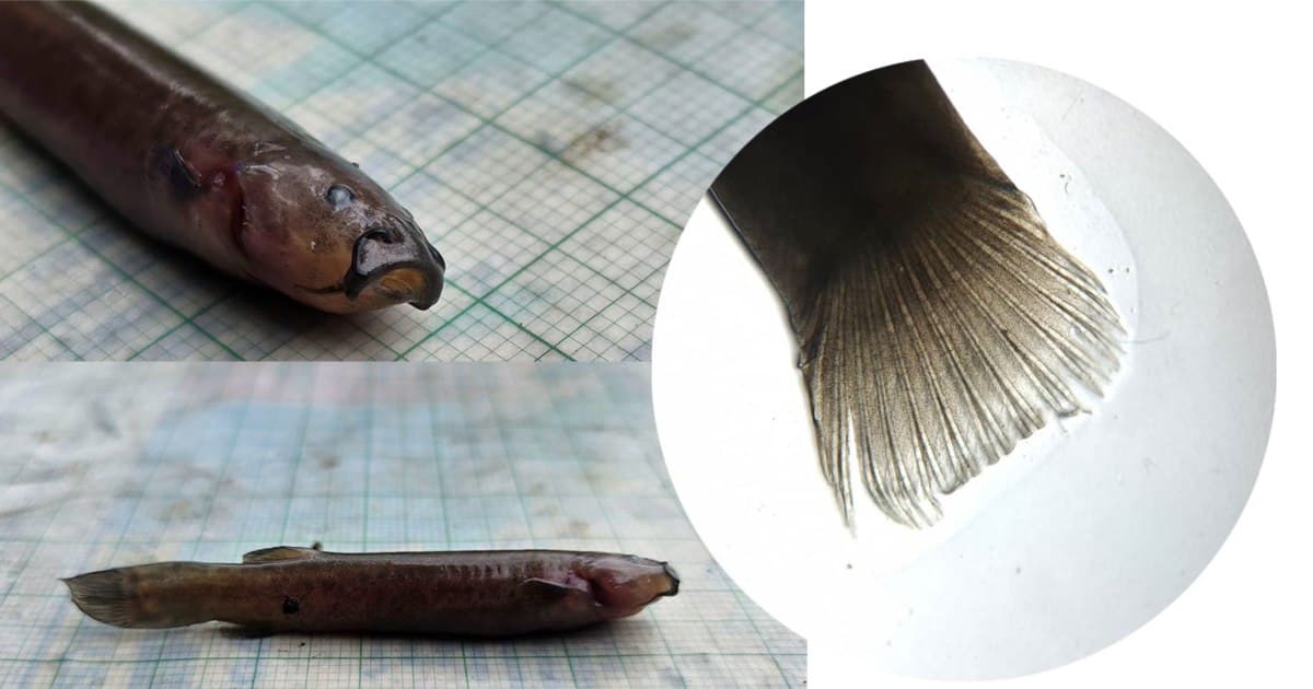 Foto del pez capitán de la sabana