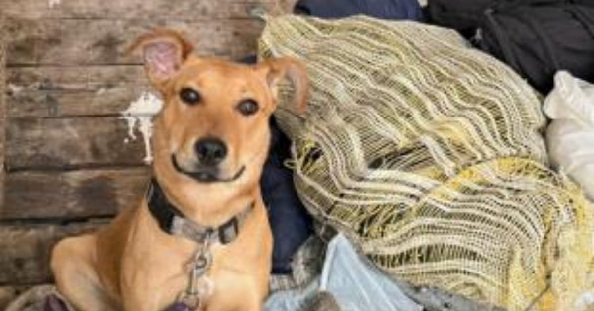 Perro que acompaña los recicladores en su labor