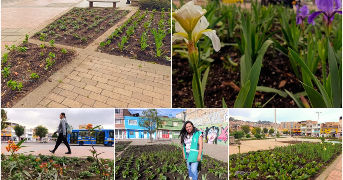 Collage con fotos de todas las plantaciones