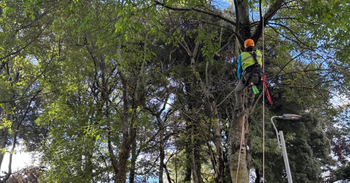 Foto de una de las jornadas de reubicación de plantas por obras de la Línea 1 Metro del Bogotá.