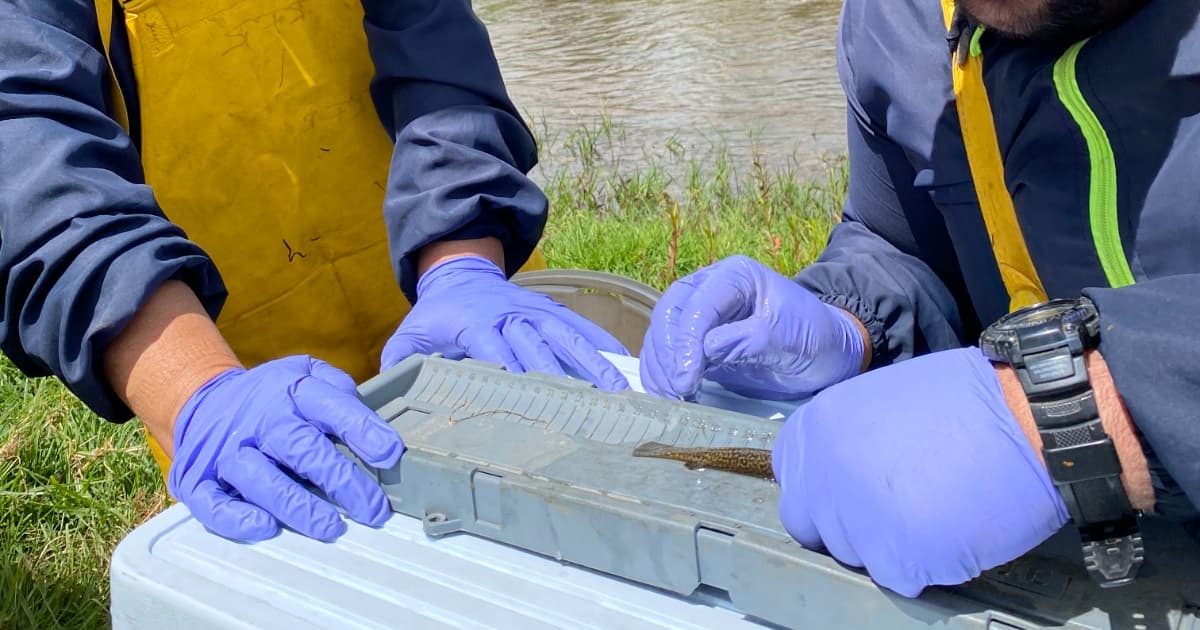 Funcionarios de la CAR con pez capitán de la sabana