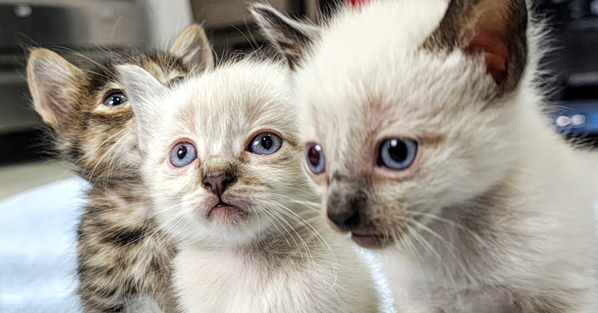 Imagen de tres gatos bebés
