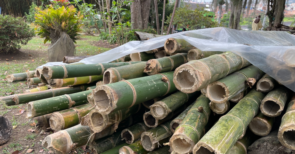 Imagen de la guadua recuperada