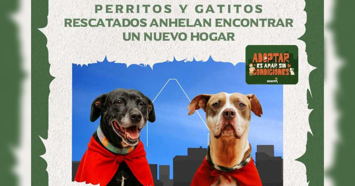 Pieza gráfica sobre jornada de adopción.