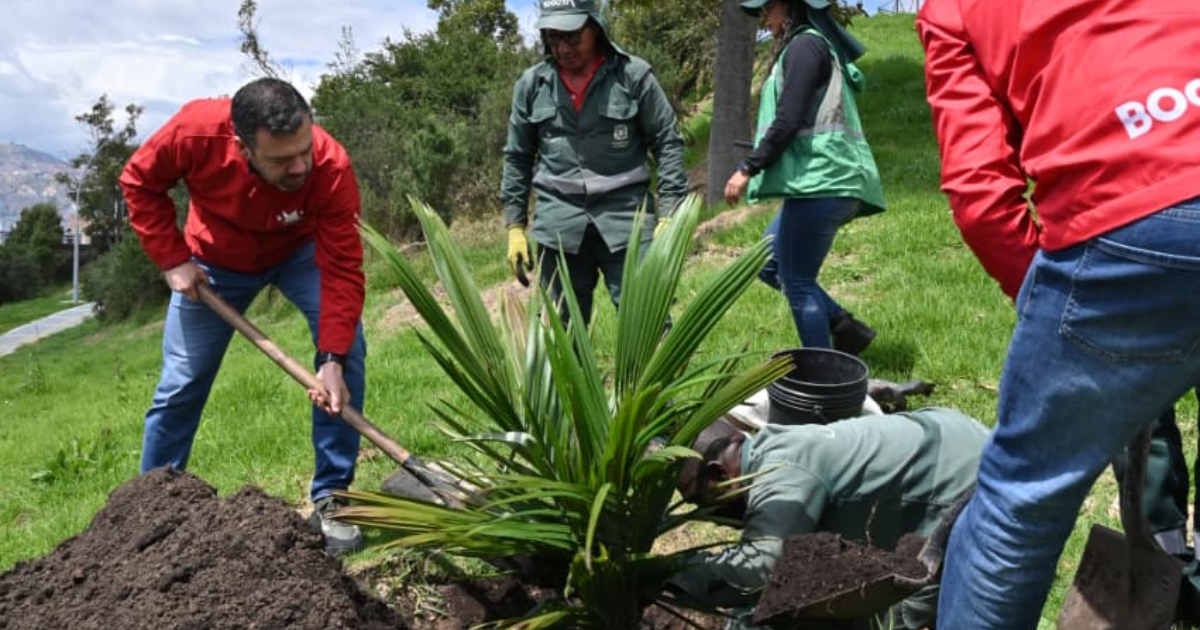 Imagen del alcalde Carlos Fernando Galán plantando un árbol