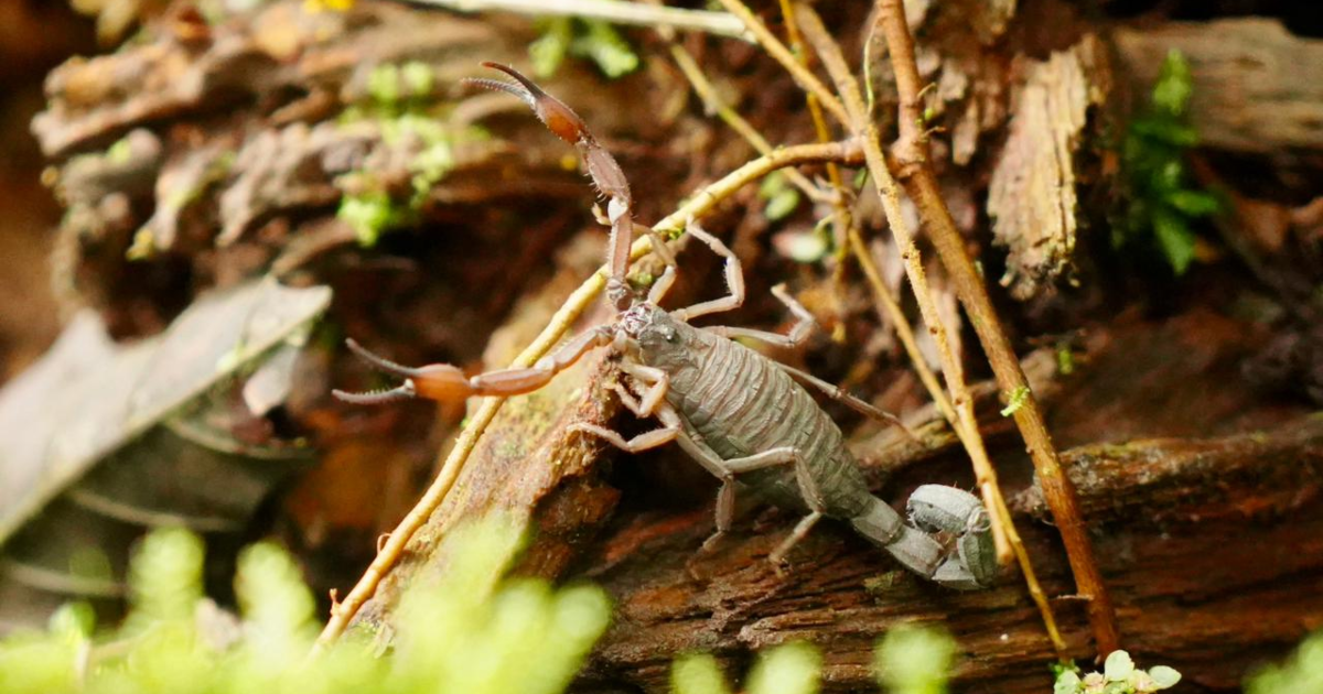 Imagen de un animal silvestre