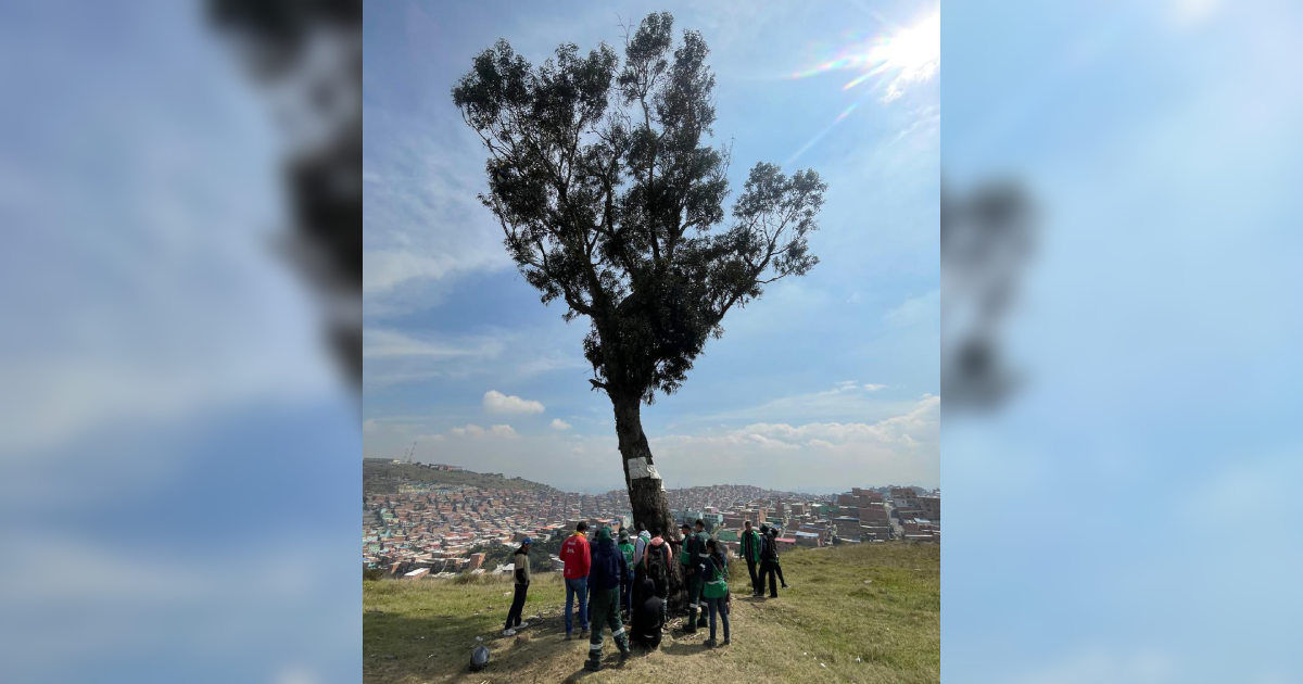 Imagen del árbol de la vida en Ciudad Bolívar