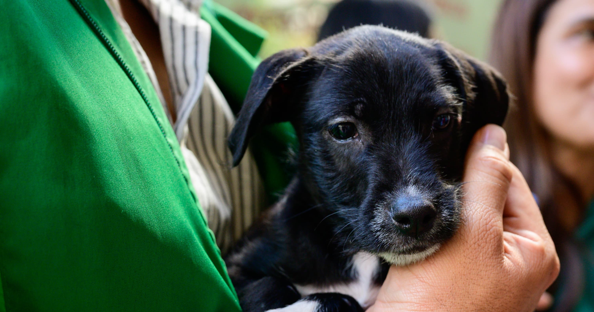 Imagen de primer plano de perro.