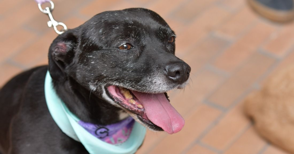 Imagen en primer plano de perro