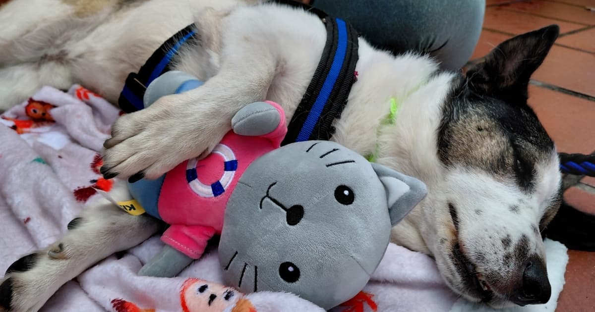 Foto de un perro adoptado en Bogotá.