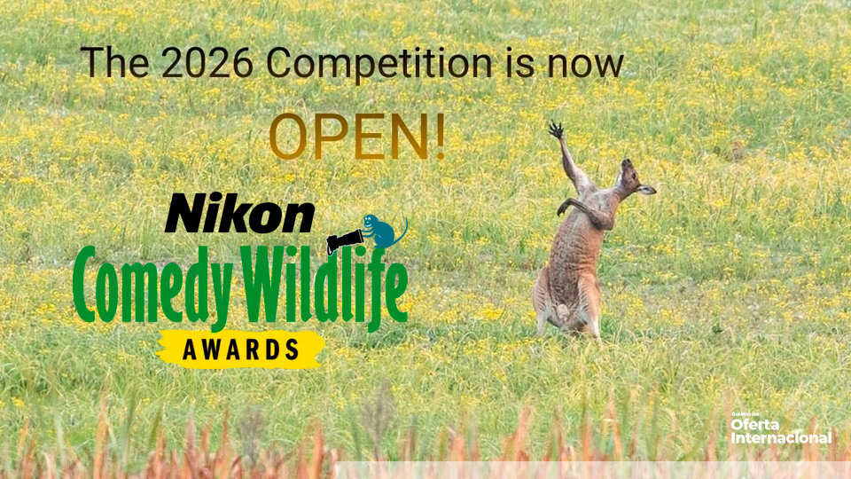 Comedy Wildlife Awards: fotografía divertida con impacto global
