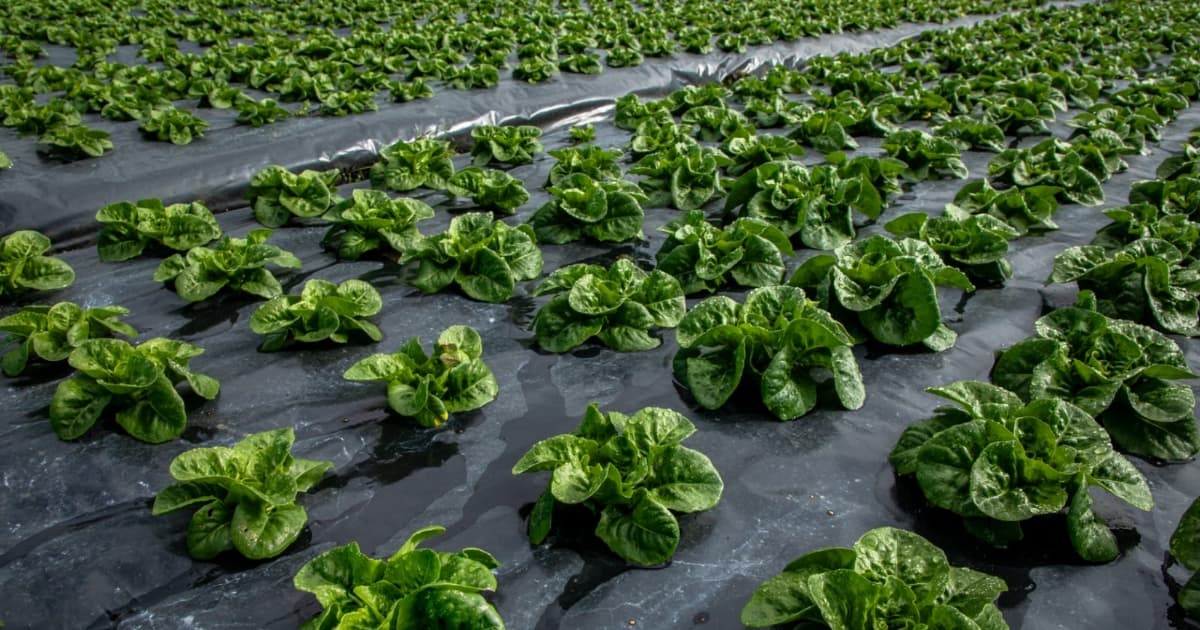 Foto de un cultivo de legumbres en una de las zonas rurales de Bogotá.