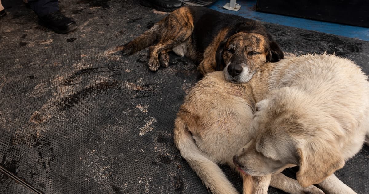perros durmiendo en el piso