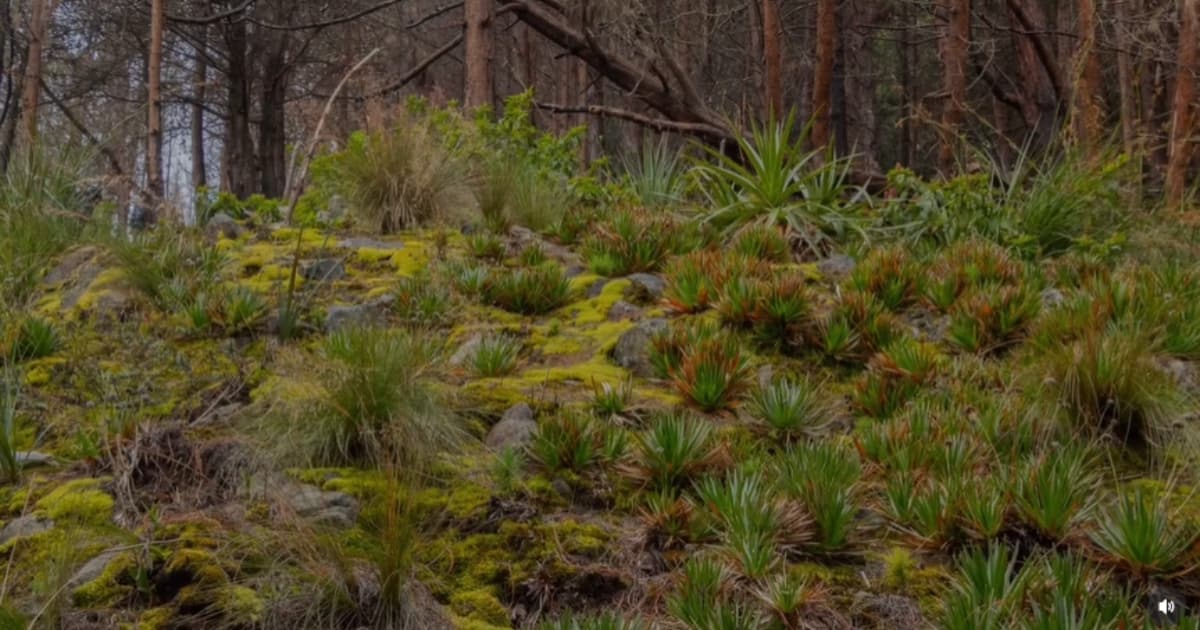 Variedad de plantas en montaña