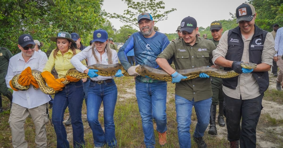 personas transportan una serpiente