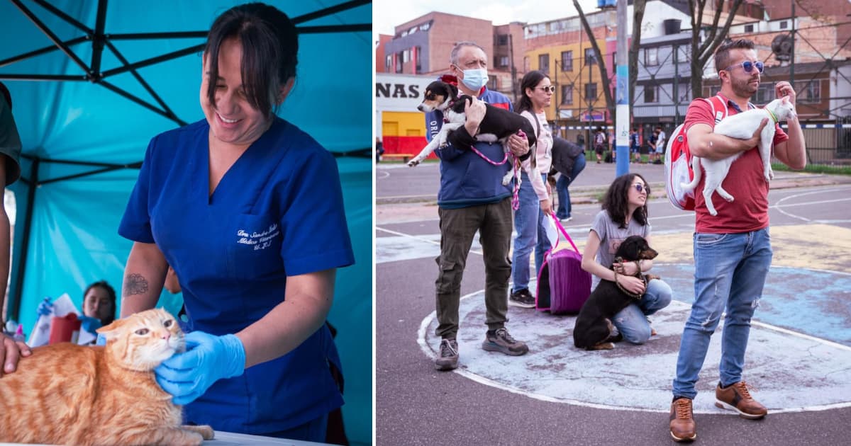 Foto de mascotas atendidas en jornada de esterilización en Fontibón, en el occidente de Bogotá.