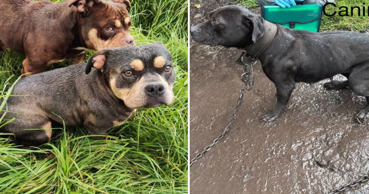 Foto de los perros restacados de presunto criadero ilegal, al sur de Bogotá.