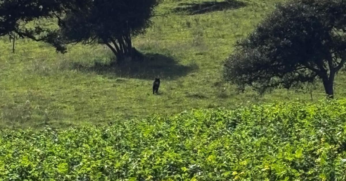 Oso andino avistado en inmediaciones del casco urbano de La Calera