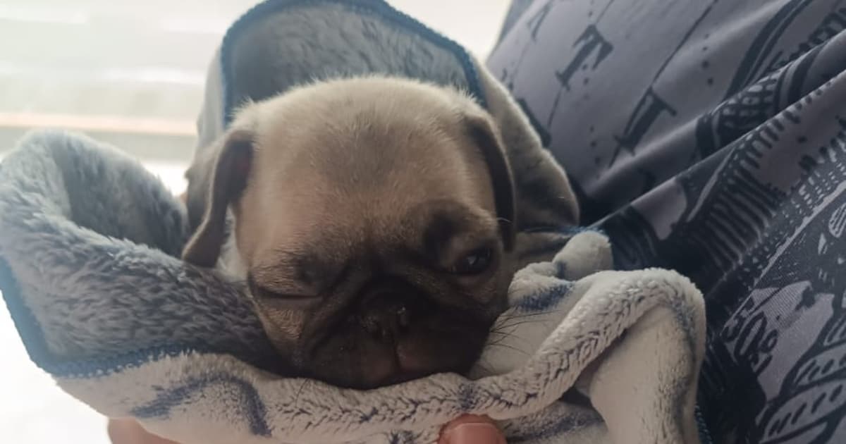 Foto de uno de los perros pug rescatados en Bogotá.