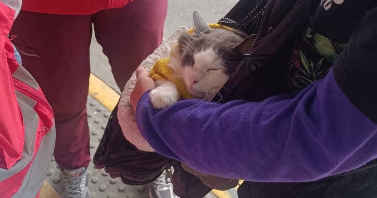 Gato rescatado en Bogotá