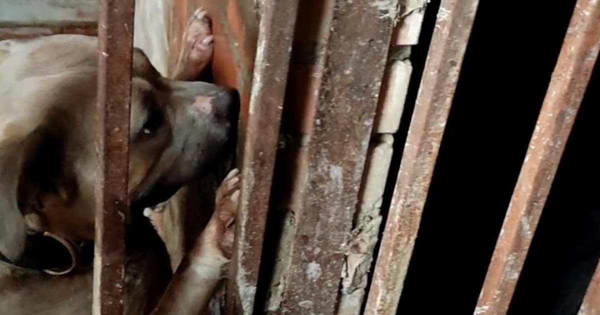 Perro rescatado en criadero de Ciudad Bolívar en el sur de Bogotá