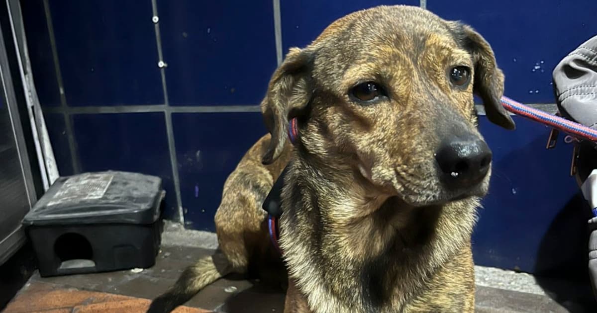 Perro reportado como perdido ante el IDPYBA