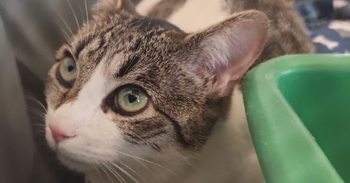 Foto de rescatado por el IDPYBA en Bogotá.