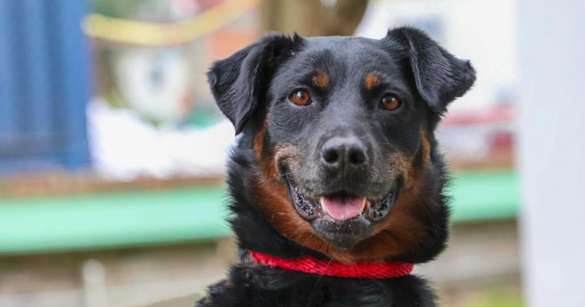 perro criollo en Bogotá