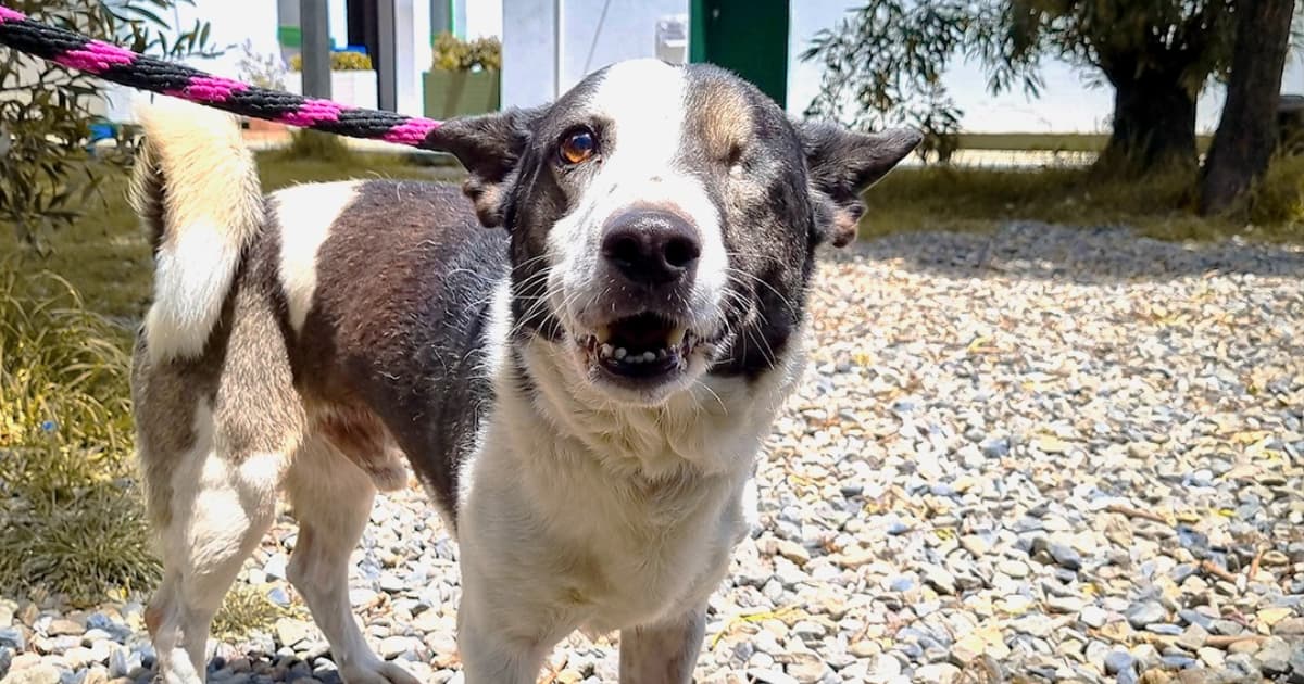 Pirata Patria, perro rescatado en Bogotá