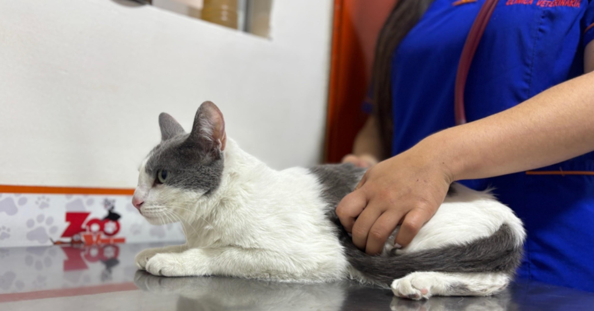 Foto de un gato blanco 