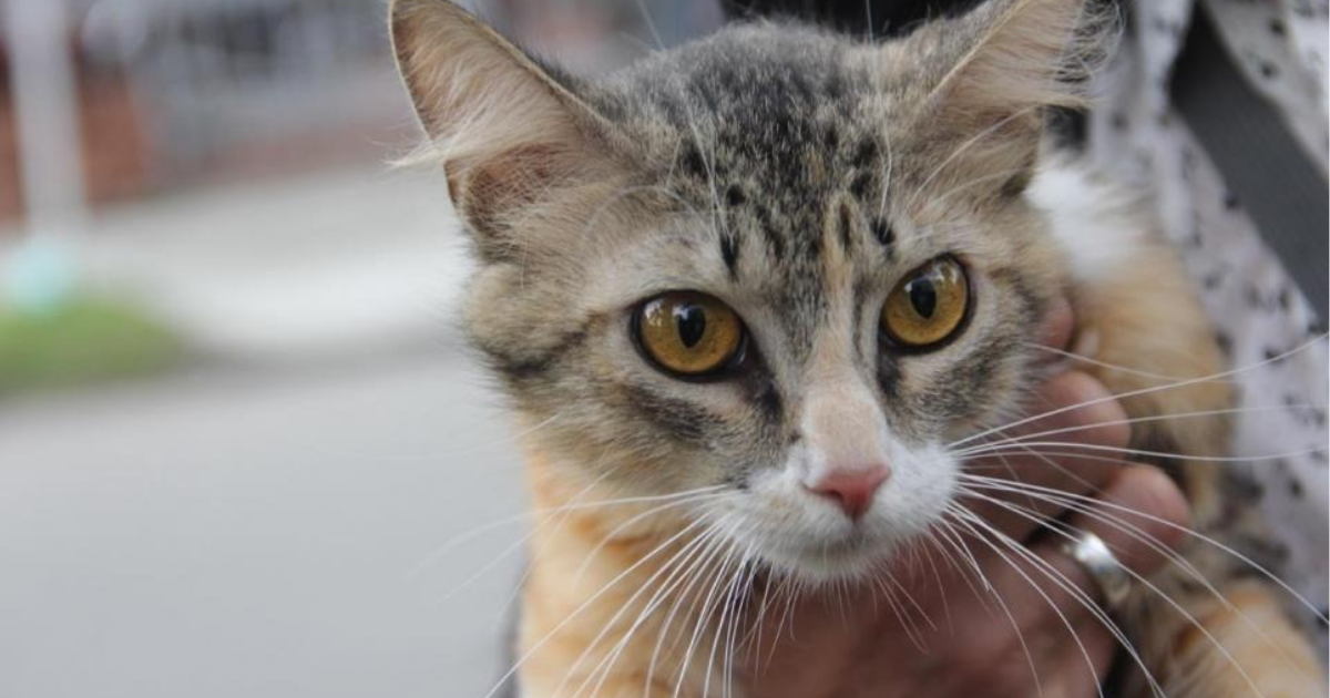 Foto de un gato en una jornada de bienestar animal en Bogotá.