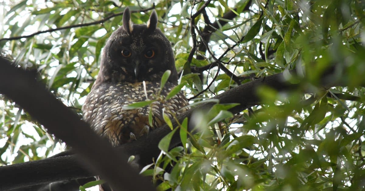 Foto de un búho orejudo en un árbol.