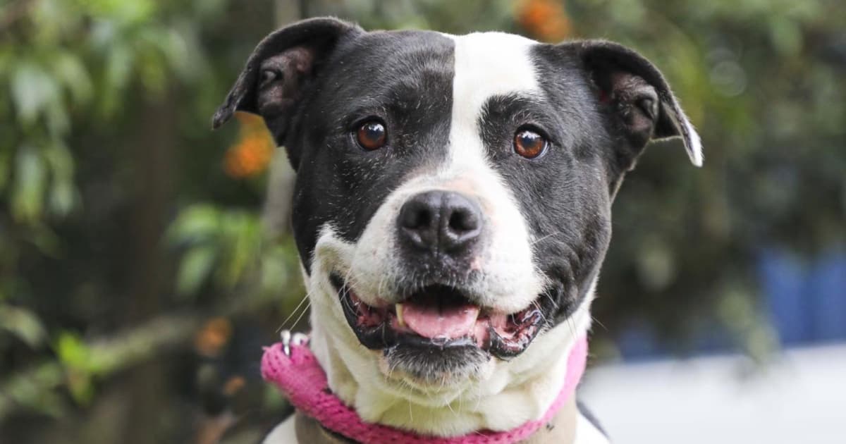 Perro blanco y negro con collar rosado mira a la cámara
