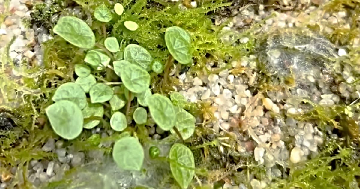 Nueva especie descubierta por investigadores del Jardín Botánico de Bogotá