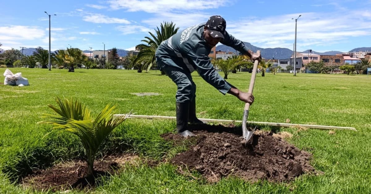 Operario del Jardín Botánico realiza siembra de palma joven en parque de Bogotá