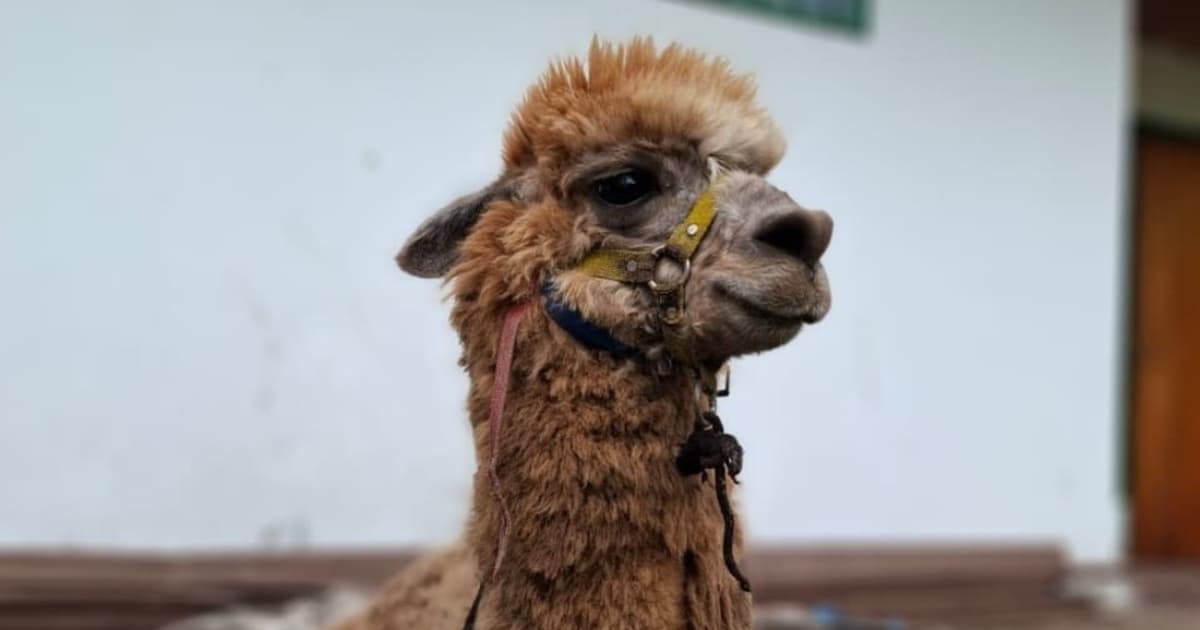 Primer plano de llama rescatada en Bogotá que será trasladada a un nuevo hábitat en Medellín
