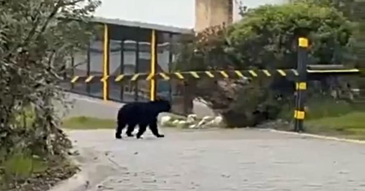 Oso andino camina por vía cerca de cerramiento en zona natural protegida en Chingaza