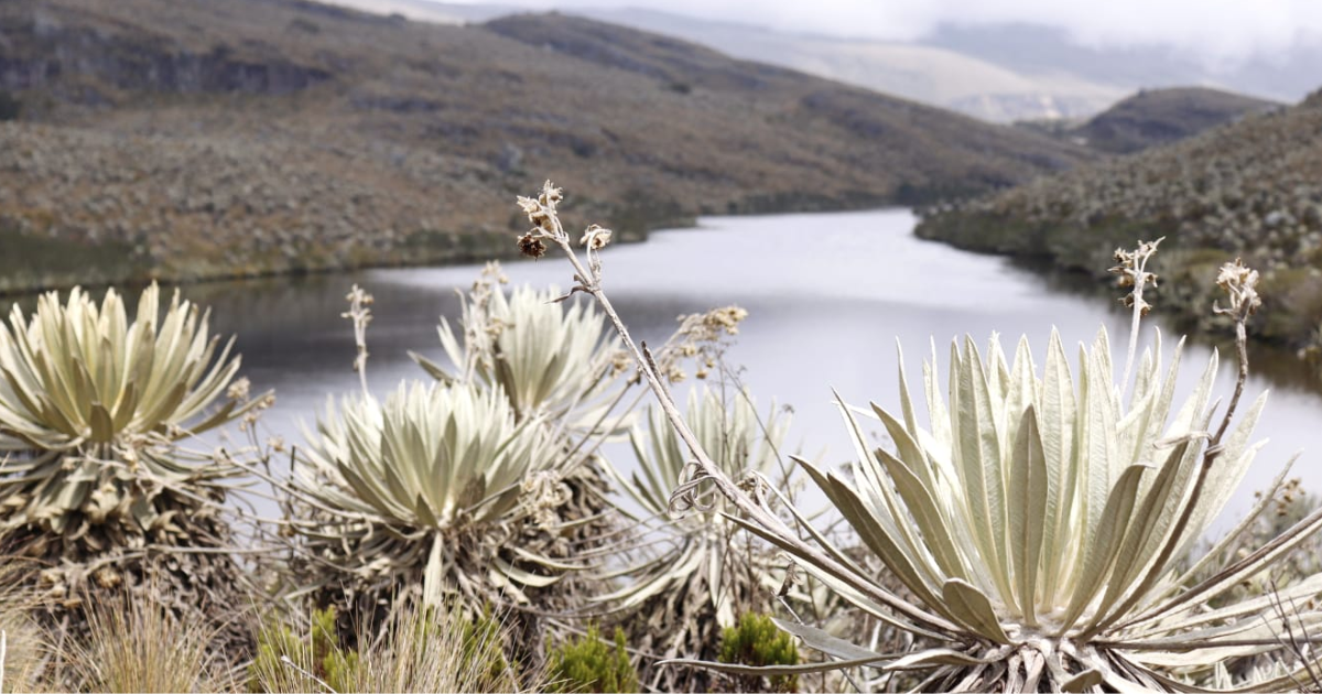 Imagen del páramo de Sumapaz.