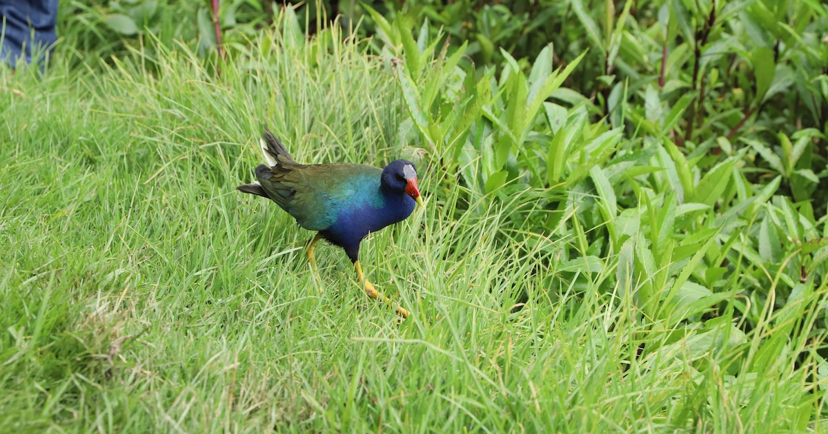 Imagen de una tingual azul en el cesped