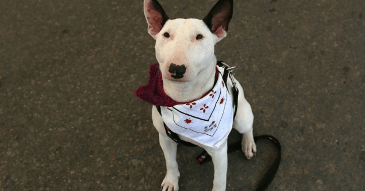Perro bull terrier sentado en una calle de Bogotá.