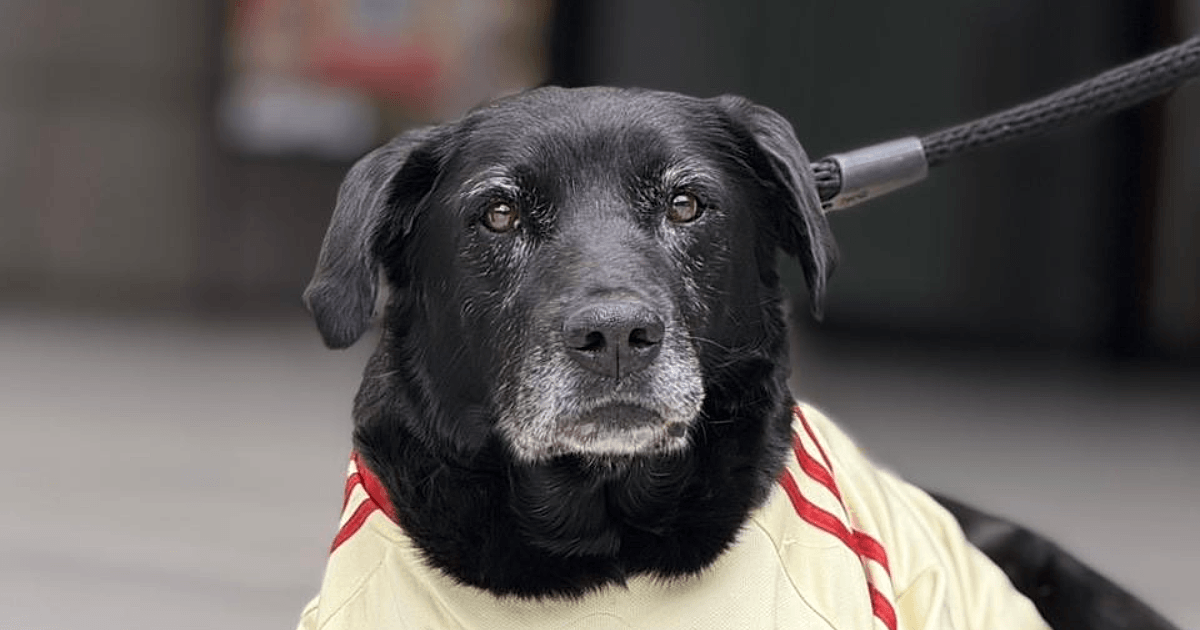 Perro negro adulto con correa observa a la cámara sentado en una calle de la ciudad de Bogotá.